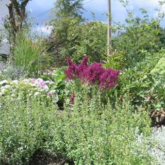 Salvia nemorosa 'Schwellenburg'