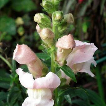 Antirrhinum