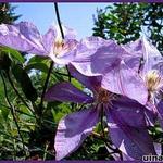 Clematis 'Dorothy Walton' - Bosrank