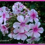 Phlox paniculata 'Lavendelwolke' - Vlambloem, herfstsering