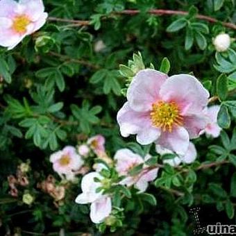 Potentilla fruticosa