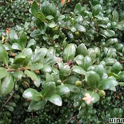 Ilex crenata 'Convexa' - Japanse hulst