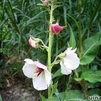 Verbascum blattaria f. albiflorum