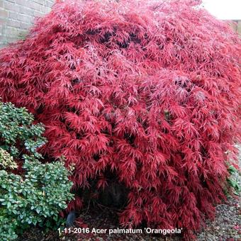 Acer palmatum 'Orangeola'