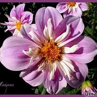 Dahlia 'Mariposa'