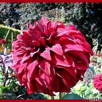 Dahlia 'Spartacus'