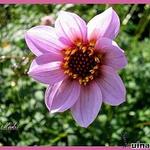 Dahlia merckii - Dahlia