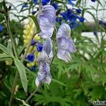 Aconitum 'Stainless Steel' - Monnikskap