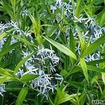 Amsonia - Stermaagdenpalm