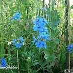 Delphinium belladonna - Ridderspoor