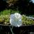 Dianthus plumarius 'Albus Plenus'