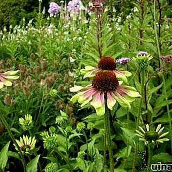 Echinacea purpurea 'Green Envy'