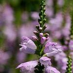 Physostegia virginiana - Scharnierbloem - Physostegia virginiana