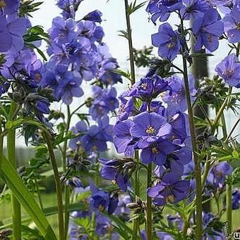 Polemonium caeruleum