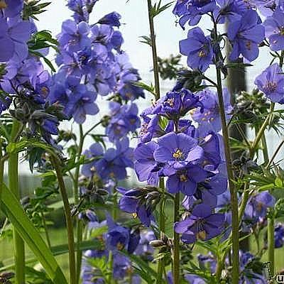 Jacobsladder - Polemonium caeruleum