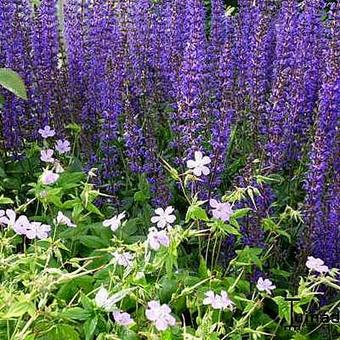 Salvia x sylvestris 'Mainacht'