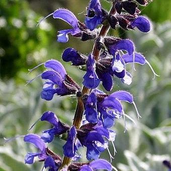 Salvia x sylvestris 'Mainacht'