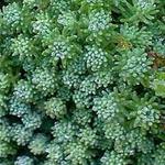 Sedum lydium - Vetkruid