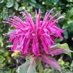 Monarda 'Purple Ann' - Bergamotplant