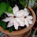 Clematis 'Omoshiro' - Bosrank