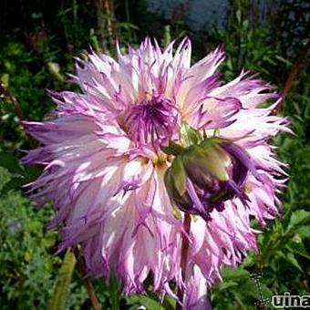 Dahlia 'Snoho Diana'