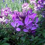 Cleome 'Senorita Rosalita' - Kattesnor