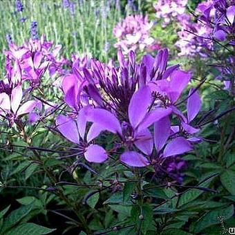 Cleome 'Senorita Rosalita'