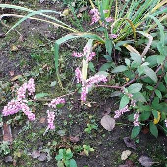 Persicaria campanulata 'Rosenrot'