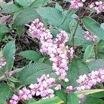 Persicaria campanulata 'Rosenrot' - Duizendknoop