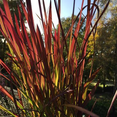 Japans bloedgras - Imperata cylindrica 'Red Baron'