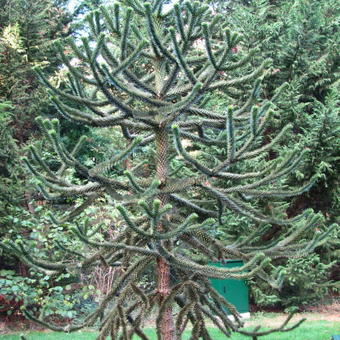 Araucaria araucana