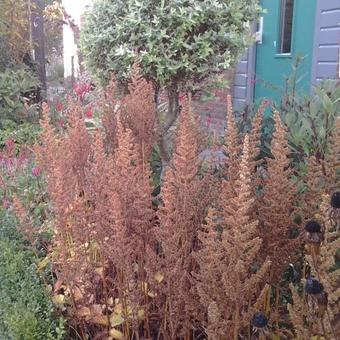 Astilbe chinensis