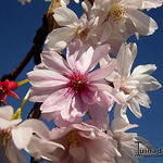 Prunus x subhirtella 'Autumnalis' - Sierkers