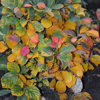 Fothergilla major