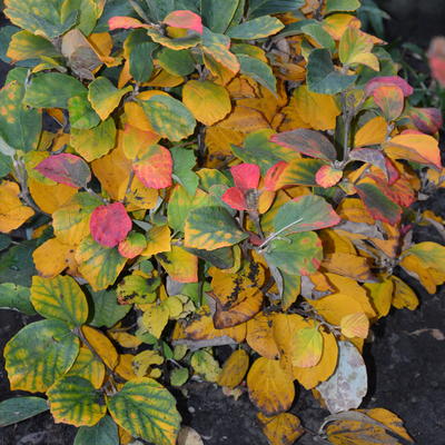 Lampepoetsersstruik - Fothergilla major