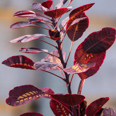 Pruikenboom - Cotinus coggygria 'Royal Purple'