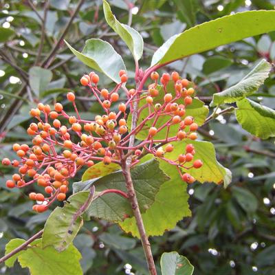 Glansmispel - Photinia x fraseri 'Red Robin'