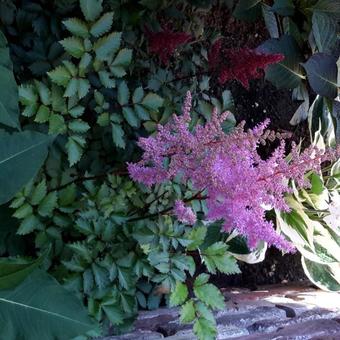 Astilbe  chinensis 'Heart and Soul'