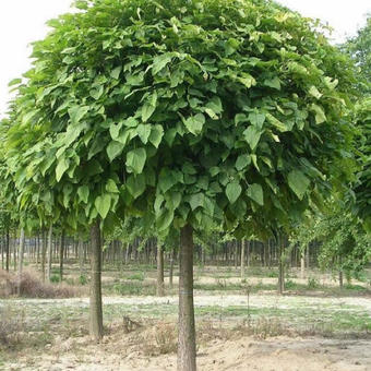 Catalpa bignonioides 'Nana'