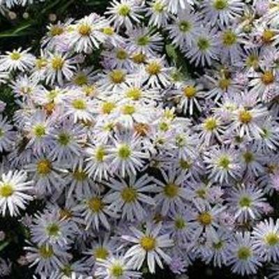 Herfstaster - Aster novi-belgii 'Oktoberschneekuppel'