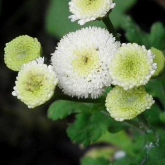 Tanacetum parthenium 'White Pompon'