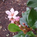 Rhaphiolepis indica 'Pink Cloud' - Indiase meidoorn, Indische haagdoorn