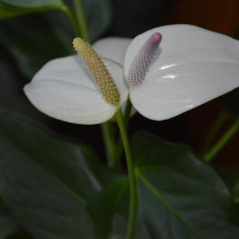 Anthurium