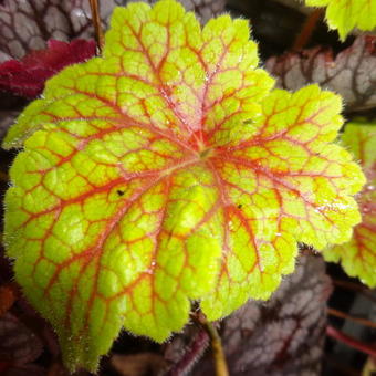 Heuchera 'Electra'