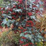 Cotoneaster glaucophyllus - Dwergmispel