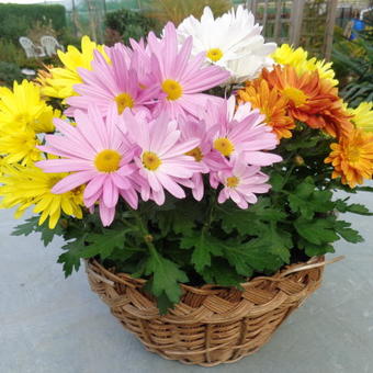 Chrysanthemum multiflora 'ROZANNE'