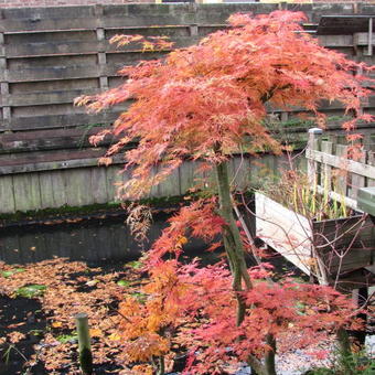 Acer palmatum 'Emerald Lace'