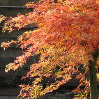 Acer palmatum 'Emerald Lace'