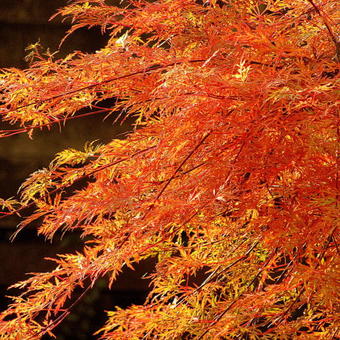 Acer palmatum 'Emerald Lace'