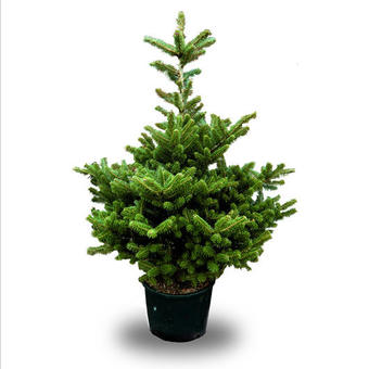 Abies koreana